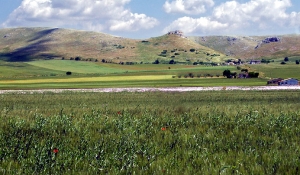 Murge hills, near Spinazzola (Barletta, Andria and Trani Province - Apulia)